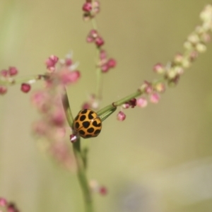 Harmonia conformis at Hawker, ACT - 30 Oct 2021