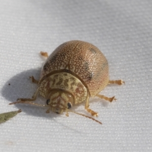 Paropsis atomaria at Hawker, ACT - 30 Oct 2021 10:58 AM