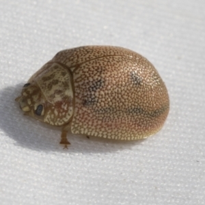 Paropsis atomaria at Hawker, ACT - 30 Oct 2021 10:58 AM