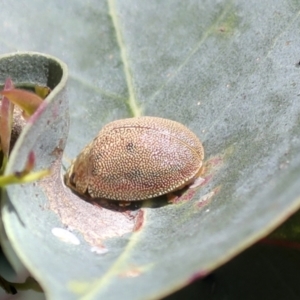 Paropsis atomaria at Hawker, ACT - 30 Oct 2021 10:58 AM