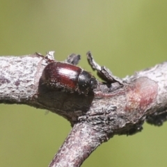 Heteronyx dimidiatus (Dimidiatus scarab beetle) at The Pinnacle - 30 Oct 2021 by AlisonMilton