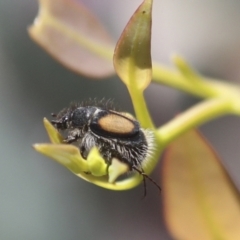 Liparetrus discipennis (A chafer beetle) at The Pinnacle - 30 Oct 2021 by AlisonMilton