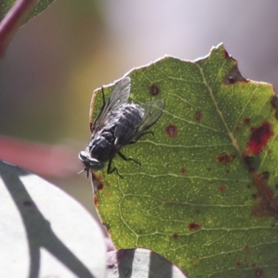Tabanidae (family) (Unidentified march or horse fly) at The Pinnacle - 30 Oct 2021 by AlisonMilton