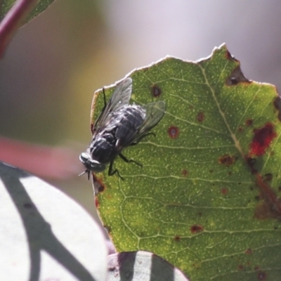 Tabanidae (family) (Unidentified march or horse fly) at Hawker, ACT - 30 Oct 2021 by AlisonMilton