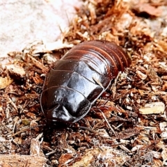 Panesthia australis at Crooked Corner, NSW - 1 Nov 2021