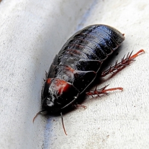 Panesthia australis at Crooked Corner, NSW - 1 Nov 2021