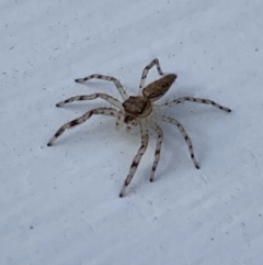 Helpis minitabunda (Threatening jumping spider) at Aranda, ACT - 27 Sep 2021 by Jubeyjubes