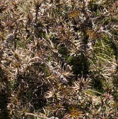 Dracophyllum continentis (Candle Heath) at Geehi, NSW - 30 Oct 2021 by Jubeyjubes