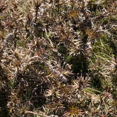 Richea continentis (Candle Heath) at Kosciuszko National Park - 30 Oct 2021 by Jubeyjubes