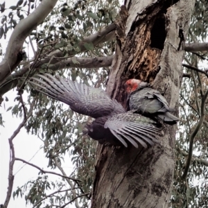 Callocephalon fimbriatum at Cook, ACT - 3 Nov 2021