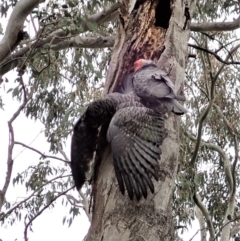 Callocephalon fimbriatum at Cook, ACT - 3 Nov 2021