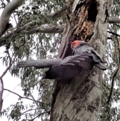 Callocephalon fimbriatum at Cook, ACT - 3 Nov 2021