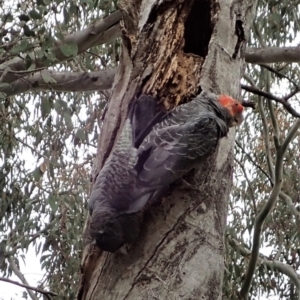 Callocephalon fimbriatum at Cook, ACT - 3 Nov 2021