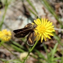 Taractrocera papyria (White-banded Grass-dart) at Cook, ACT - 31 Oct 2021 by CathB