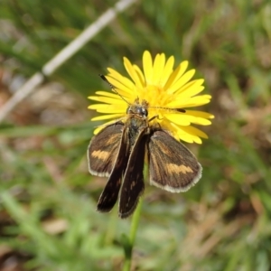 Taractrocera papyria at Cook, ACT - 31 Oct 2021 11:06 AM