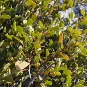 Acacia alpina at Geehi, NSW - 30 Oct 2021