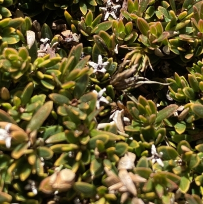 Pentachondra pumila (Carpet Heath) at Geehi, NSW - 30 Oct 2021 by Jubeyjubes