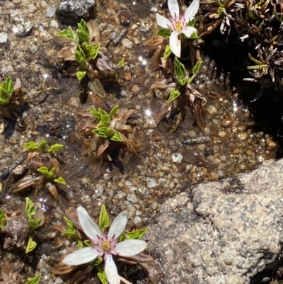 Psychrophila introloba (Alpine Marsh-marigold) at Kosciuszko National Park - 30 Oct 2021 by Jubeyjubes