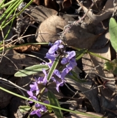 Hovea heterophylla (Common Hovea) at Aranda, ACT - 22 Aug 2021 by Jubeyjubes