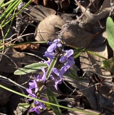 Hovea heterophylla (Common Hovea) at Aranda, ACT - 22 Aug 2021 by Jubeyjubes