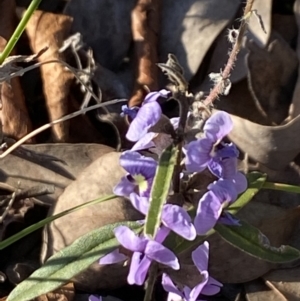 Hovea heterophylla at Aranda, ACT - 22 Aug 2021 04:31 PM