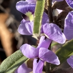 Hovea heterophylla at Aranda, ACT - 22 Aug 2021