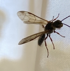 Unidentified Wasp (Hymenoptera, Apocrita) (TBC) at Aranda, ACT - 31 Aug 2021 by Jubeyjubes