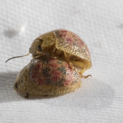 Paropsis obsoleta (Leaf beetle) at The Pinnacle - 30 Oct 2021 by AlisonMilton