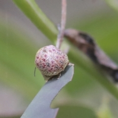 Paropsis obsoleta at Hawker, ACT - 30 Oct 2021