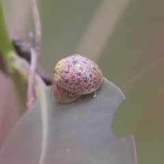 Paropsis obsoleta at Hawker, ACT - 30 Oct 2021