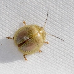 Paropsisterna fastidiosa (Eucalyptus leaf beetle) at Hawker, ACT - 30 Oct 2021 by AlisonMilton