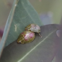 Paropsisterna fastidiosa at Hawker, ACT - 30 Oct 2021