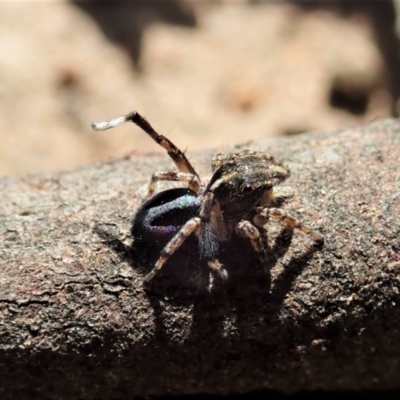Maratus chrysomelas (Variable Peacock Spider) at Aranda Bushland - 30 Oct 2021 by CathB