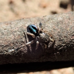 Maratus chrysomelas at Molonglo Valley, ACT - 30 Oct 2021