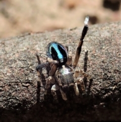 Maratus chrysomelas at Molonglo Valley, ACT - 30 Oct 2021