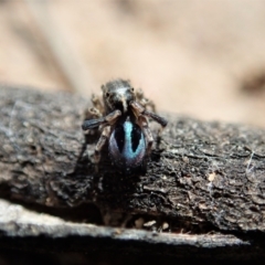 Maratus chrysomelas at Molonglo Valley, ACT - 30 Oct 2021