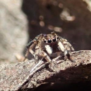 Maratus chrysomelas at Molonglo Valley, ACT - 30 Oct 2021