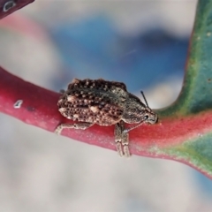 Oxyops fasciculatus (A weevil) at Aranda Bushland - 30 Oct 2021 by CathB