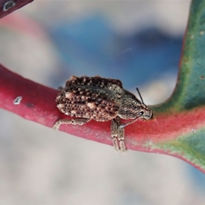 Oxyops fasciculatus (A weevil) at Aranda Bushland - 30 Oct 2021 by CathB