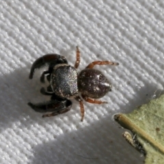 Simaethula sp. (genus) (A jumping spider) at Higgins, ACT - 30 Oct 2021 by AlisonMilton