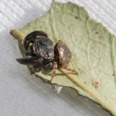 Simaethula sp. (genus) at Higgins, ACT - 30 Oct 2021