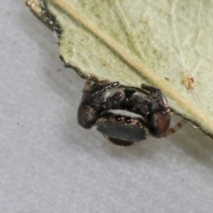 Simaethula sp. (genus) at Higgins, ACT - 30 Oct 2021 04:52 PM