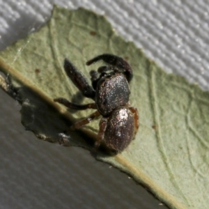 Simaethula sp. (genus) at Higgins, ACT - 30 Oct 2021