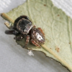 Simaethula sp. (genus) at Higgins, ACT - 30 Oct 2021