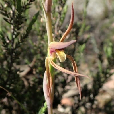 Lyperanthus suaveolens (Brown Beaks) at Aranda Bushland - 30 Oct 2021 by CathB