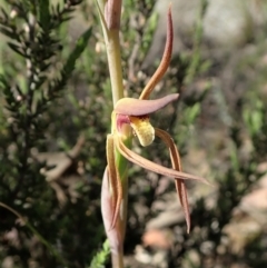 Lyperanthus suaveolens (Brown Beaks) at Aranda Bushland - 30 Oct 2021 by CathB