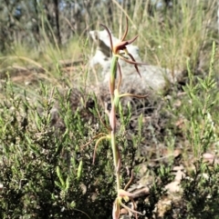 Lyperanthus suaveolens at Aranda, ACT - 30 Oct 2021