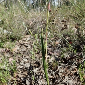 Lyperanthus suaveolens at Aranda, ACT - 30 Oct 2021