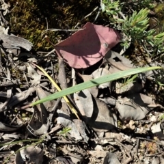 Lyperanthus suaveolens at Aranda, ACT - 30 Oct 2021