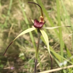 Caladenia montana at Booth, ACT - suppressed